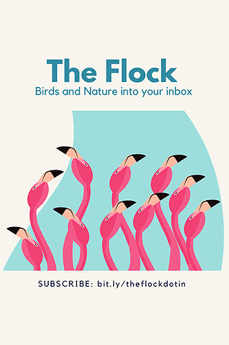 THEFLOCK_visual_400-600