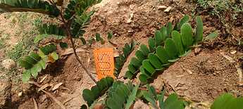 Tagging saplings