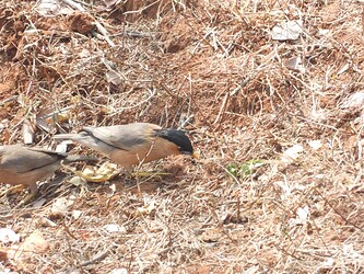 documenting other biodiversity
