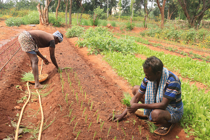 New varieties are being planted at the demo plot in the Timbaktu Collective office campus.