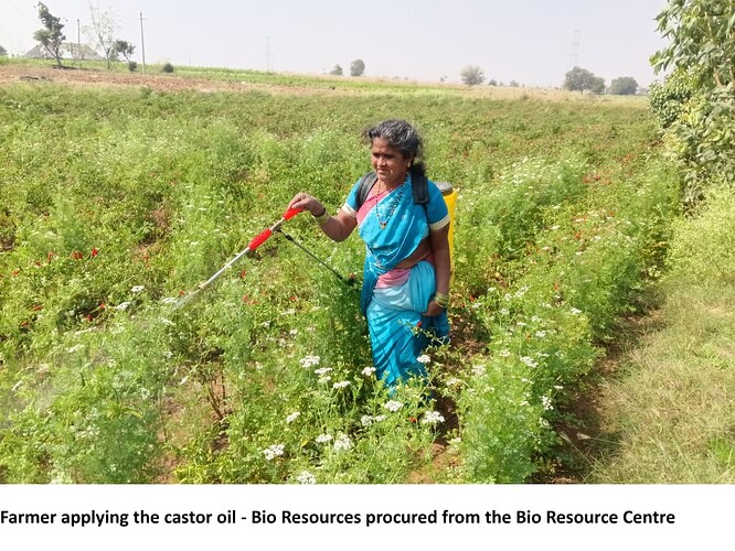 Farmer applying the castor oil - Bio Resources procured from the Bio Resource Centre