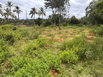 afforestation plot
