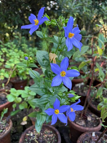 Exacum flowers in full bloom, native and endemic to the Western Ghats, conserved in the GBS nurseries