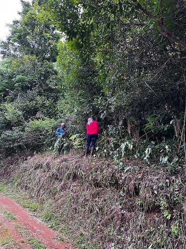 Adivasi youth plant native Strobilanthes shrubs