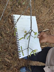 Field observations