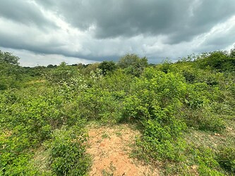 Vegetation survey of selected plot