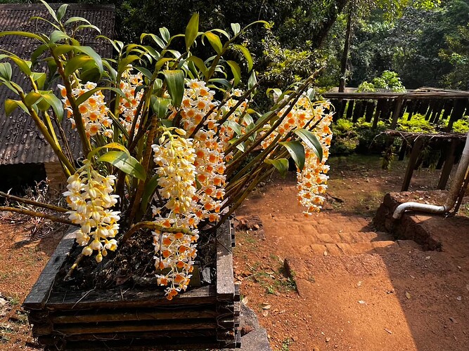 Orchids play a prominent role in the main visitors gardens which receives over 2000 day visitors a year