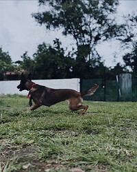 K9 Issa