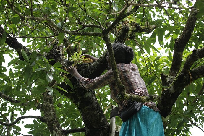 Laly planting Epiphytes 1