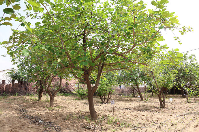 Arid Horticulture Unit