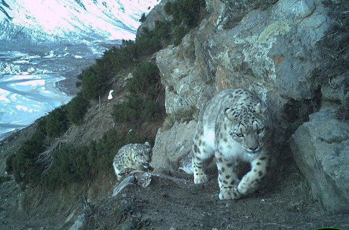 A female snow leopard with a cub in Kishtwar High Altitude National Park, J&K JKWLD and NCF