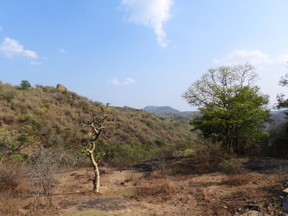 Landscape shot of area being assessed as corridor
